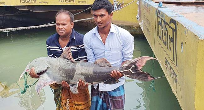 এক বাগাইড় দাম ৩১ হাজার টাকা