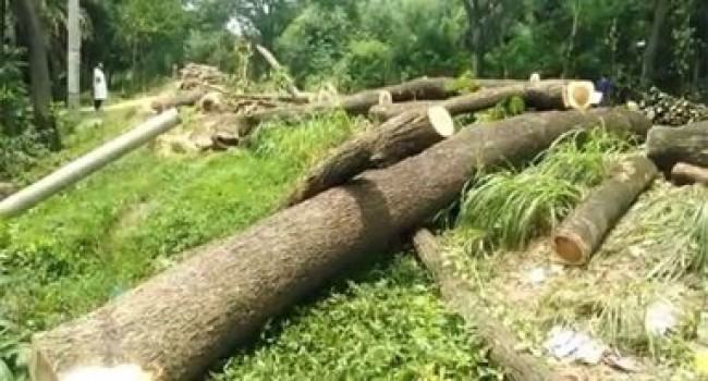মহাসড়কের পাশে কেটে রাখা গাছের চাপায় শিশু নিহত
