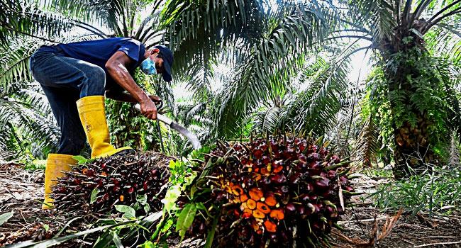 যুক্তরাষ্ট্রের নিষেধাজ্ঞায় হুমকিতে মালয়েশিয়ার পাম শিল্প