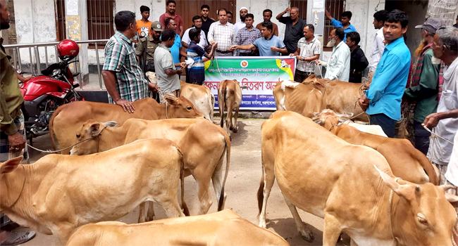 শরণখোলায় ইলিশ উন্নয়ন প্রকল্পের আওতায় জেলেদের বকনা বাছুর প্রদান