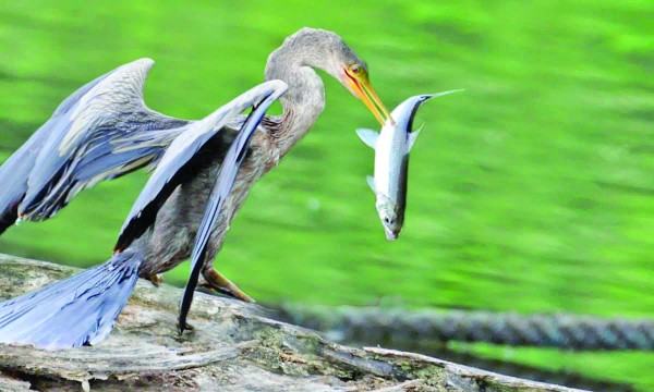 অ্যানহিংগা