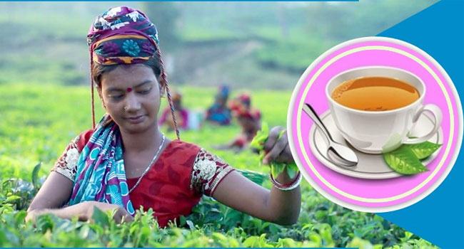 জাতীয় চা দিবস যেভাবে এলো