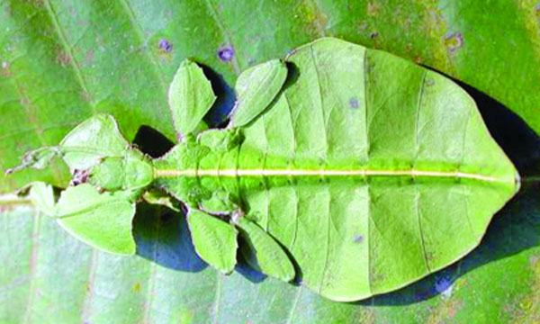 পাতাপোকা