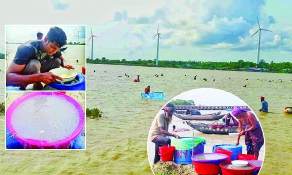 চিংড়ি রেণু সংগ্রহ করতে গিয়ে নির্বিচারে পোনা নিধন