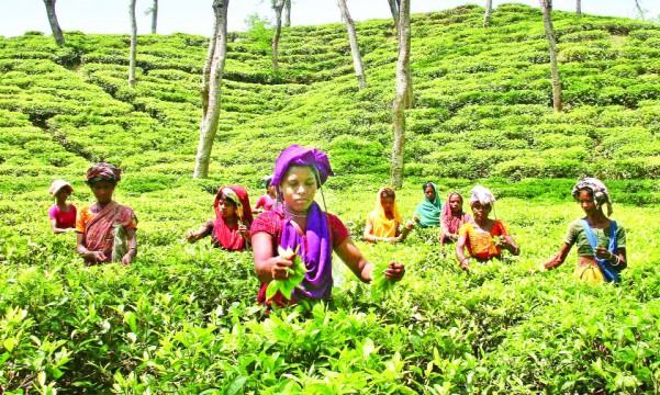 শ্রীমঙ্গলে জাতীয় চা দিবস উদযাপন