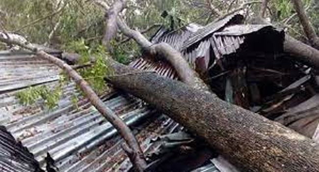 পিরোজপুরে গাছচাপায় দিন মজুরের মুত্যু