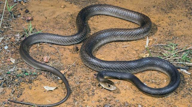 সাপ আতঙ্কে দোহারবাসী