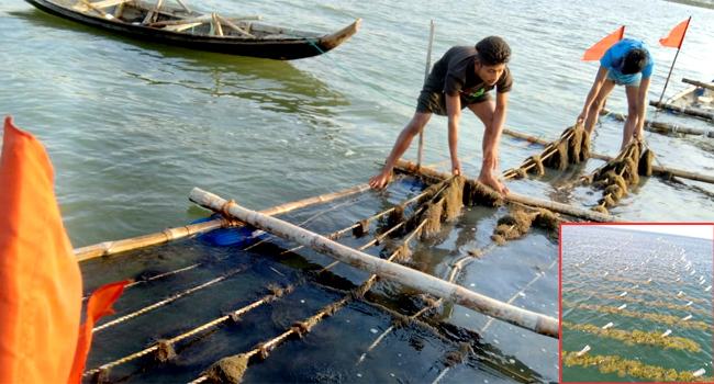 ব্লু ইকোনমিতে নতুন স্বপ্ন দেখাচ্ছে সামুদ্রিক শৈবাল ও সবুজ ঝিনুক