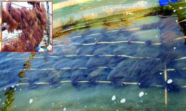 কক্সবাজারে ব্লু ইকোনমি দেখাচ্ছে নতুন স্বপ্ন