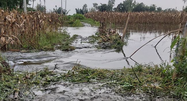 তিস্তায় বাড়ছে পানি, নিমজ্জিত হচ্ছে চরাঞ্চল