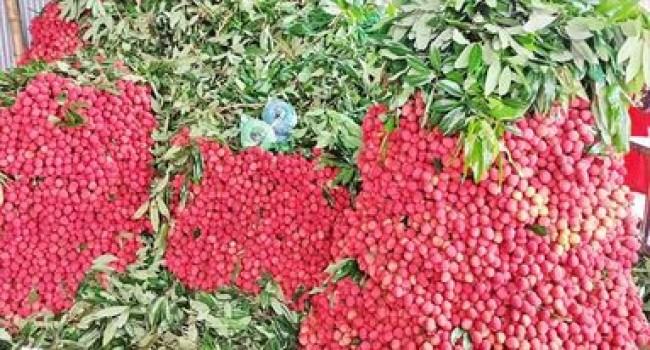 লিচুর জেলা দিনাজপুরেই একেকটি লিচুর দাম ১৮-২০ টাকা