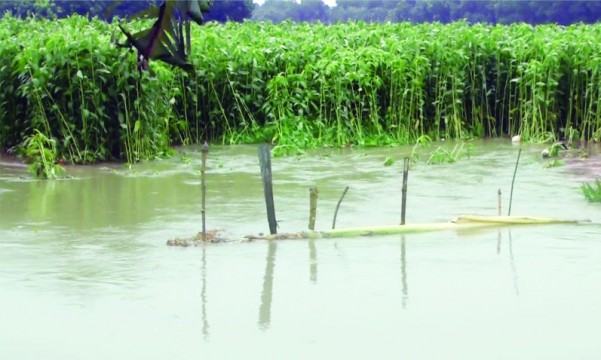 জিকে প্রধান খালের পাড় ভেঙে শতাধিক বাড়িঘর ও ফসলি জমি প্লাবিত