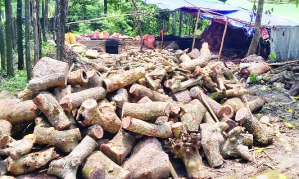 মিরসরাইয়ে জনবসতি এলাকায় পোড়ানো হয় কয়েলের কাঁচামাল