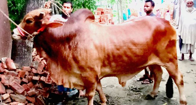 চট্টগ্রামে কুরবানি ঈদের আকর্ষণ ৩০ মণের শাহীওয়াল ষাঁড়