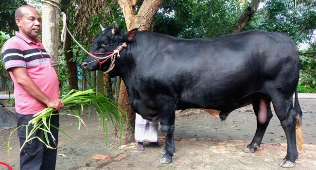 কাজলা গ্রামের ‘ভাটির রাজা’