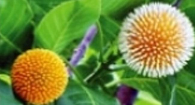 আজ বর্ষার প্রথম দিন
