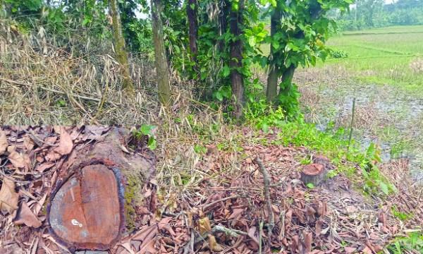 ভালুকায় বনের শতাধিক গজারি গাছ বিক্রি!