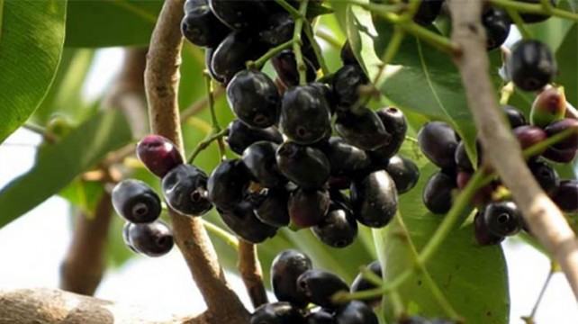 ভালুকায় জাম পাড়তে গিয়ে নারীর মৃত্যু