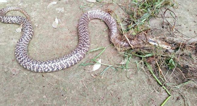 জালে আটকে ছিল ৭ ফুট লম্বা গোখরা সাপ