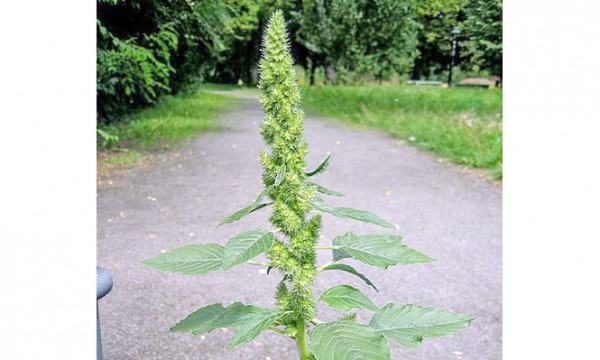 পুনর্নবার ঔষধি গুণ