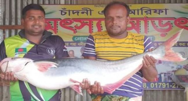 পদ্মার ১ পাঙ্গাসের দাম ২০ হাজার টাকা
