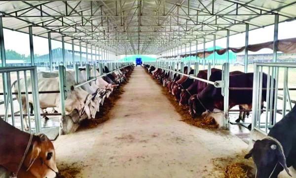 ৫৮ হাজার কোরবানির পশু নিয়ে প্রস্তুত মিরসরাইয়ের খামারিরা