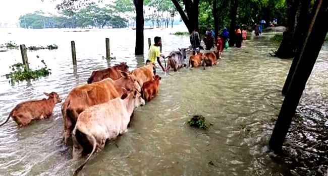 সিলেটে বন্যায় মারা গেছে ৩ হাজারের বেশি গবাদিপশু