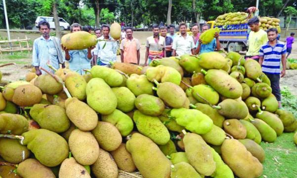 চৌগাছায় জমে উঠেছে কাঁঠালের হাট, দামে খুশি ক্রেতা-বিক্রেতা
