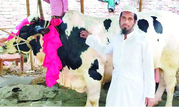গুরুদাসপুরে ‘বাবু সাহেবে’র দাম ১২ লাখ টাকা