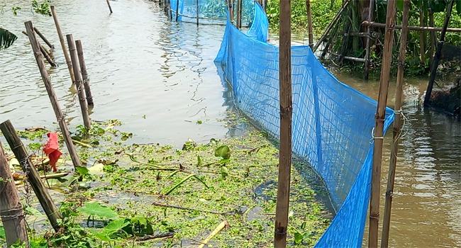 কিশোরগঞ্জে বন্যায় সর্বস্বান্ত শত শত মাছের খামারি