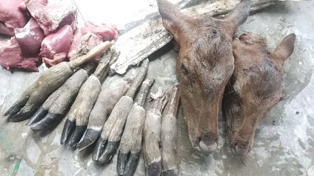 পাথরঘাটায় হরিণের গোশত, মাথা ও পা উদ্ধার