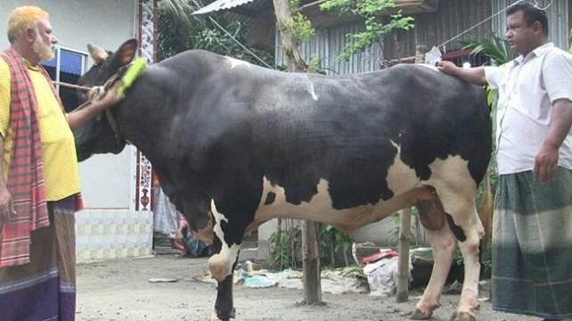 বাহাদুরের ওজন ৩৫ মণ, দাম ১৫ লাখ টাকা
