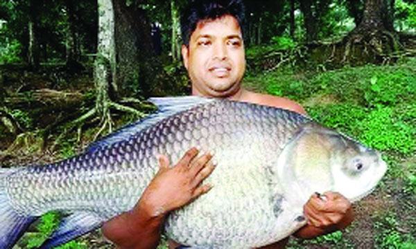 বরিশালের দুর্গাসাগর দীঘিতে ধরা পড়ল ৩০ কেজির কাতল