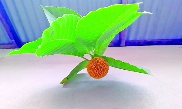 কদমফুল