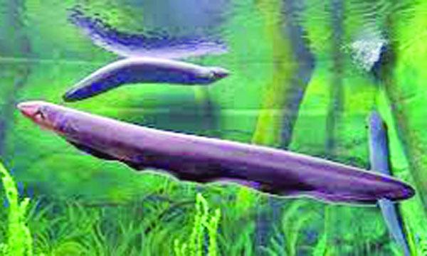 বৈদ্যুতিক ঈল