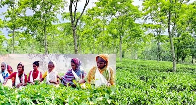 চা উৎপাদনে আগের সব রেকর্ড ছাড়াল চট্টগ্রাম