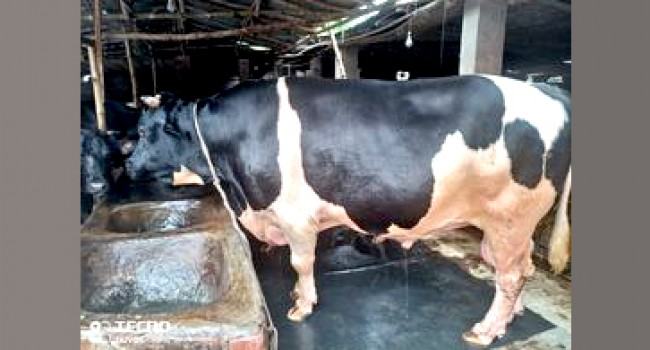 বগুড়ায় এবার হাটকাঁপানো ভারতী, দাম ১০ লাখ