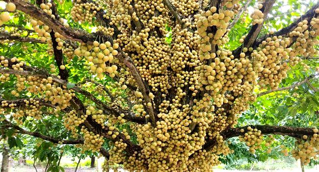 শিবপুরের লটকন যাচ্ছে বিদেশে, লাভবান কৃষকেরা