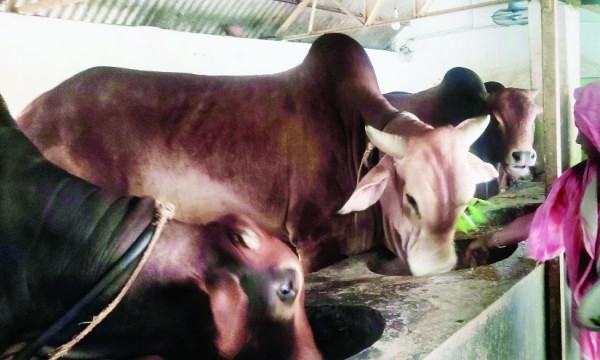 কোরবানির পশুর দাম নিয়ে দুশ্চিন্তায় চৌগাছার খামারিরা