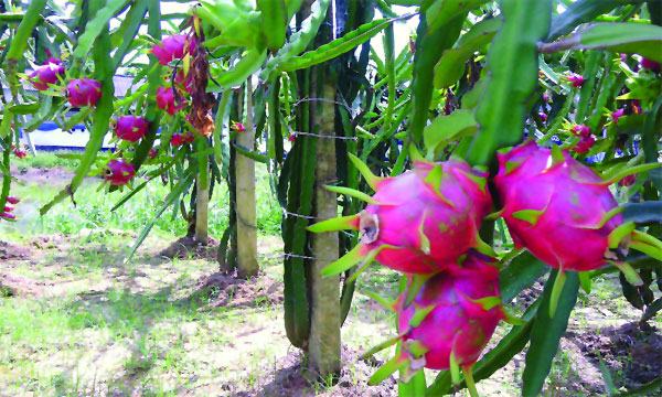 মিরসরাইয়ে ড্রাগন চাষে ঝুঁকছেন উদ্যোক্তারা
