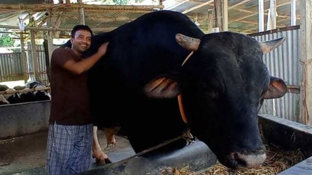 পদ্মা সেতু পাড়ি দিয়ে ঢাকায় আসছে ৩৮ মণের সম্রাট