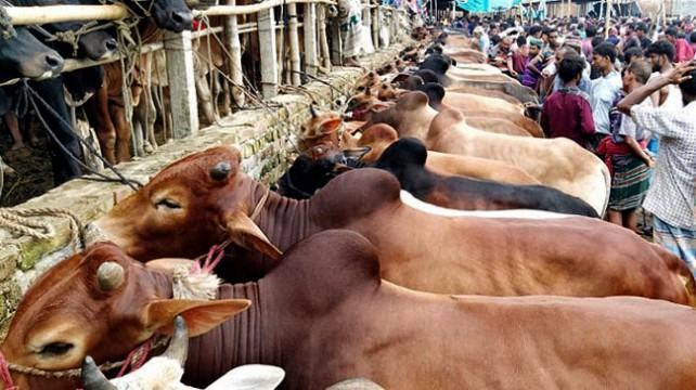 পশুর হাটে মাস্ক ছাড়া প্রবেশ নয়