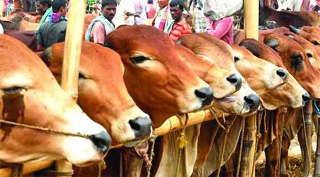 ডিএনসিসির কুরবানির পশুর হাটে ডিজিটাল লেনদেন