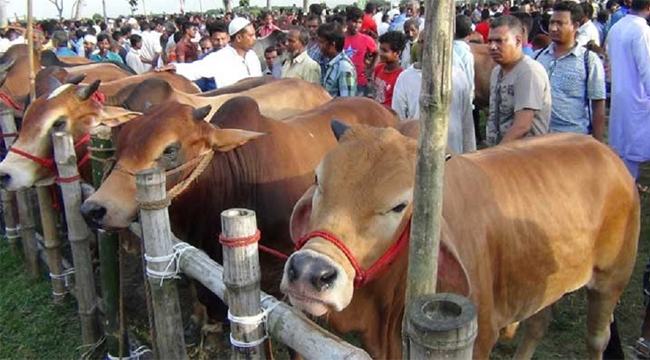 কোরবানির পশুর হাটের জন্য সরকারের নতুন নির্দেশনা