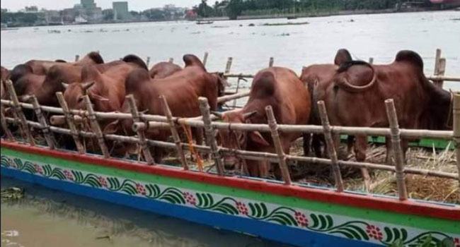 আসছে গরু, প্রস্তুত হচ্ছে কোরবানির হাট