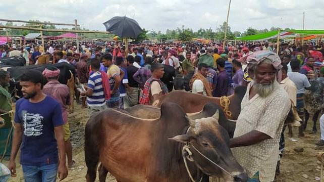 জমে উঠেছে রায়গঞ্জের কোরবানির পশুর হাট