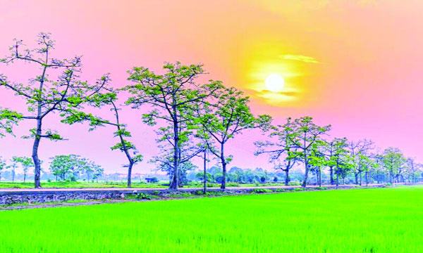 স্নিগ্ধ সকালের মিষ্টি রোদ