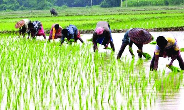 বোরোর ক্ষতি পোষাতে আউশ আবাদে চৌগাছার কৃষকরা