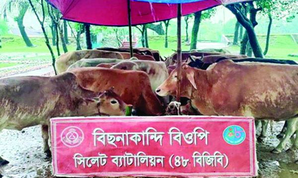 গোয়াইনঘাট ও জৈন্তাপুর সীমান্ত দিয়ে আসছে ভারতীয় চোরাই গরু