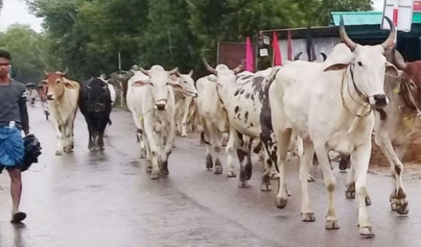সড়কে পশুর হাট নয়
